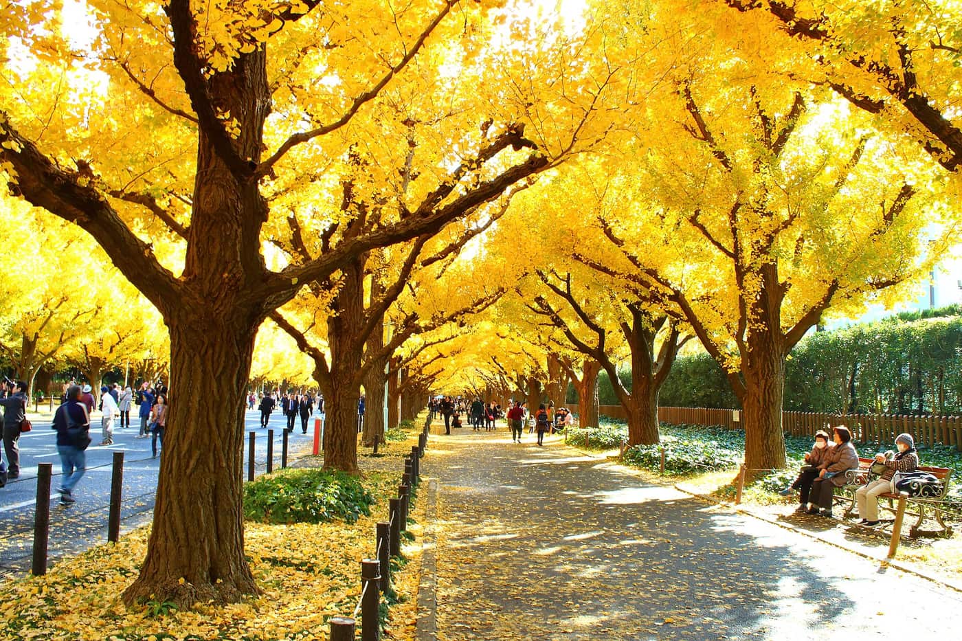 東京の紅葉