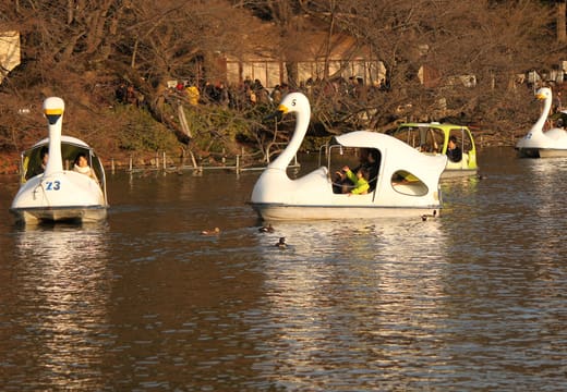 Swan pedal boats on the pond at Inokashira Park in Kichijoji among autumn trees