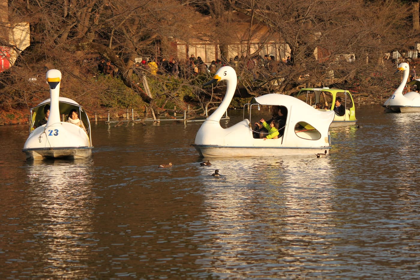 Swan pedal boats on the pond at Inokashira Park in Kichijoji among autumn trees