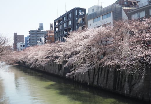 Cherry trees in full bloom leaning over the Meguro River canal in Nakameguro