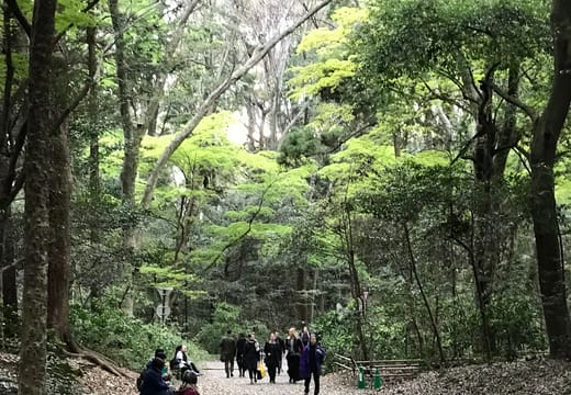 Visitors walking the wide gravel path through the Meiji Jingu forest in Tokyo