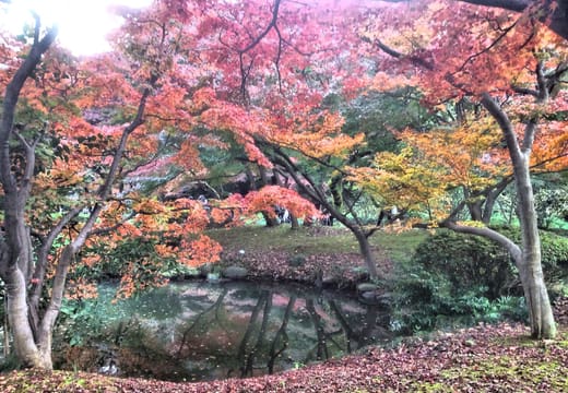 Autumn maples turning red and orange beside a pond in Shinjuku Gyoen in November
