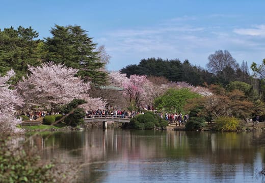Cherry blossoms around the pond and bridge in Shinjuku Gyoen National Garden in spring