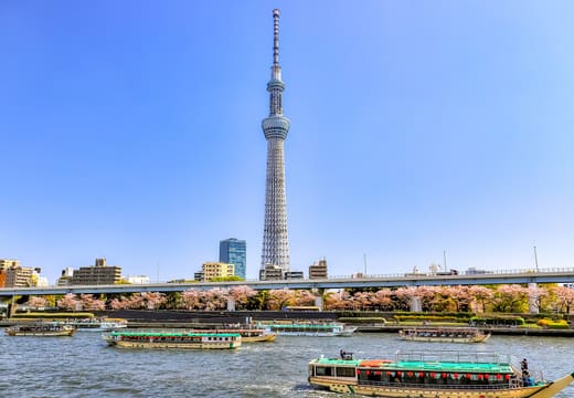 Cherry blossoms along the Sumida River at Sumida Park with Tokyo Skytree behind