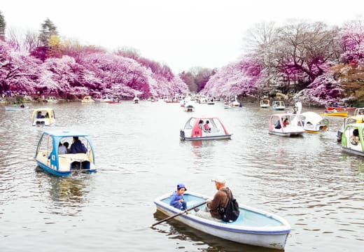 Rowboats and swan boats on Inokashira Park pond framed by cherry blossom in Kichijoji
