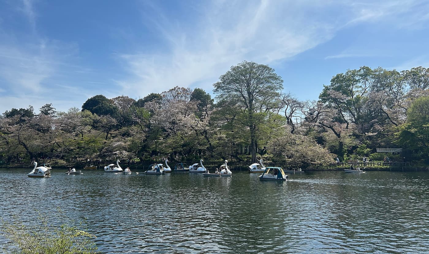 Swan pedal boats drifting across Inokashira Park pond on a sunny afternoon
