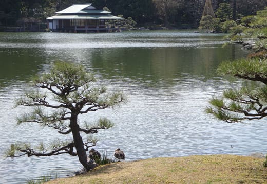 Pine-edged pond of Kiyosumi Gardens with the Ryotei teahouse built out over the water