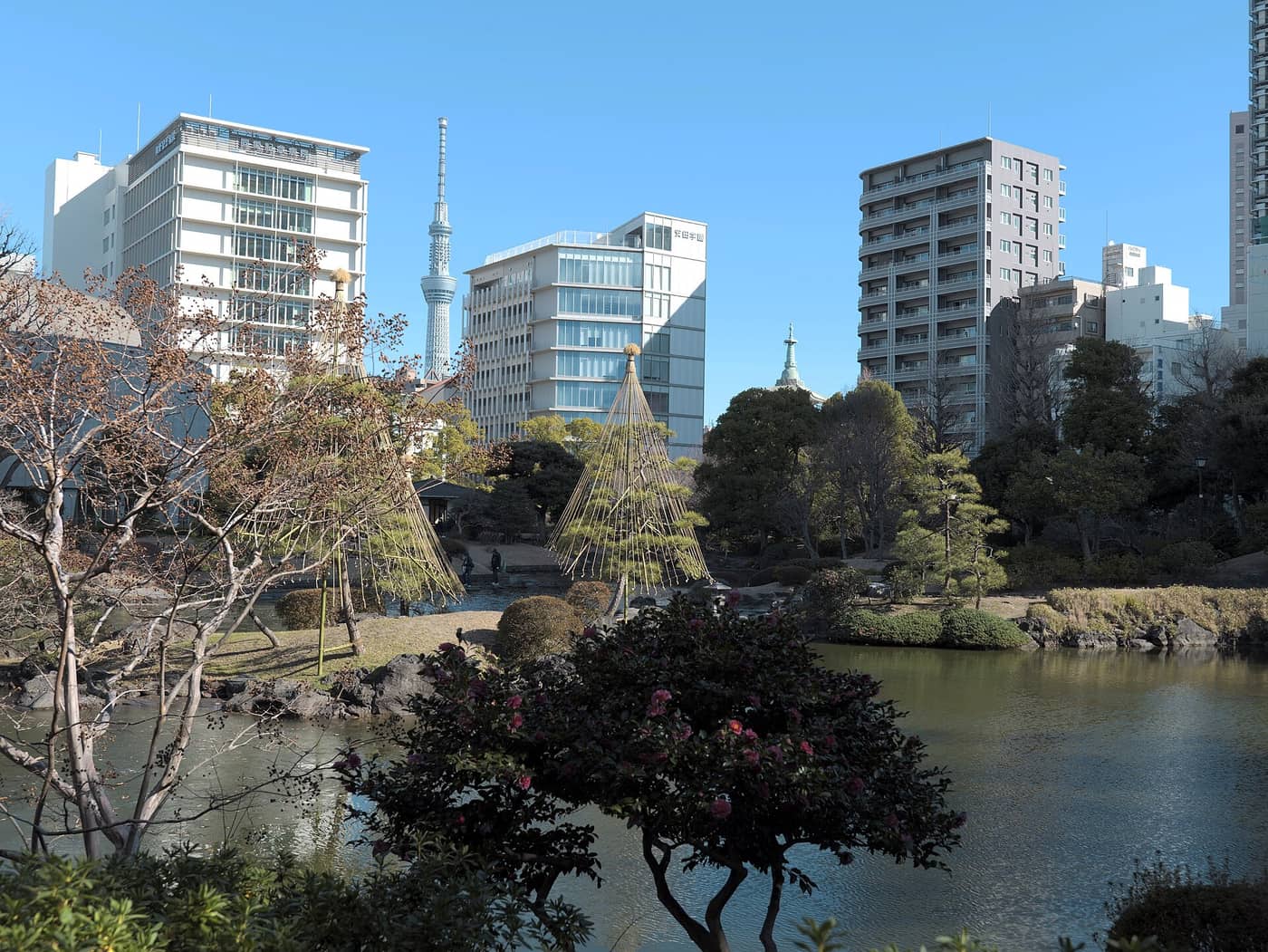 Pond of the Kyu-Yasuda Garden in Ryogoku with Tokyo Skytree rising beyond the trees