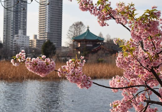 Cherry blossom over Shinobazu Pond in Ueno Park with the Bentendo hall behind