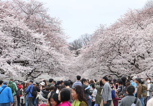 Crowds under the cherry blossom canopy on the main avenue of Ueno Park in spring