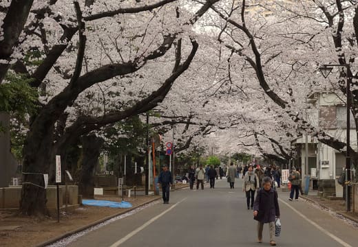 Cherry trees in full bloom arching over the main avenue of Yanaka Cemetery