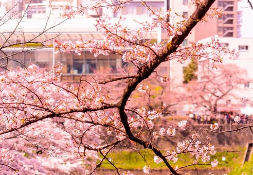 Rowboats on the moat seen through overhanging cherry blossoms at Chidorigafuchi