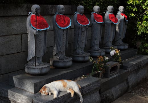 Row of Jizo statues in red bibs with a cat asleep below them at Gokokuji