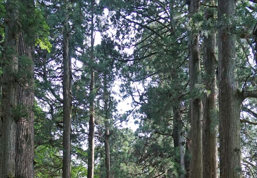 Old Tokaido road lined with towering cedar trees near Lake Ashi in Hakone