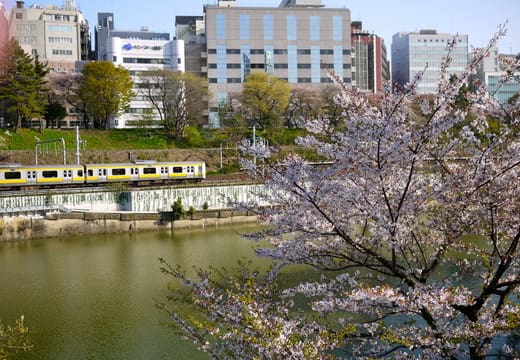 Cherry blossoms over the Ichigaya outer moat with a Chuo-Sobu Line train passing
