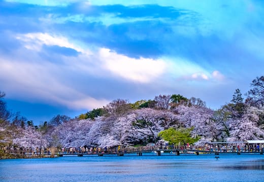 Cherry blossoms lining Inokashira Pond under an evening sky in Inokashira Park, Kichijoji