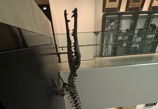 Long animal skeleton displayed beside the stairwell at Intermediatheque in the KITTE building