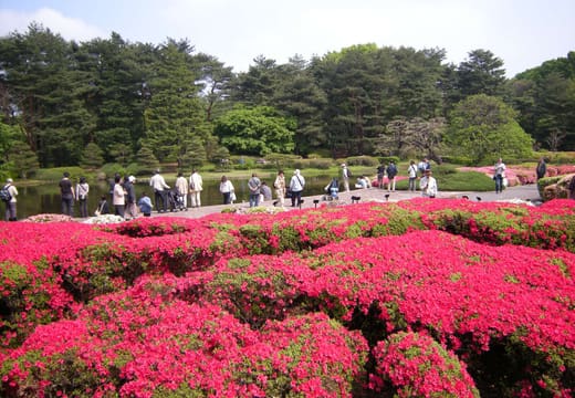 Pink azalea beds in bloom with visitors strolling at Jindai Botanical Gardens