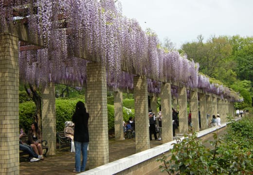 Wisteria hanging from a long stone trellis at Jindai Botanical Gardens in spring