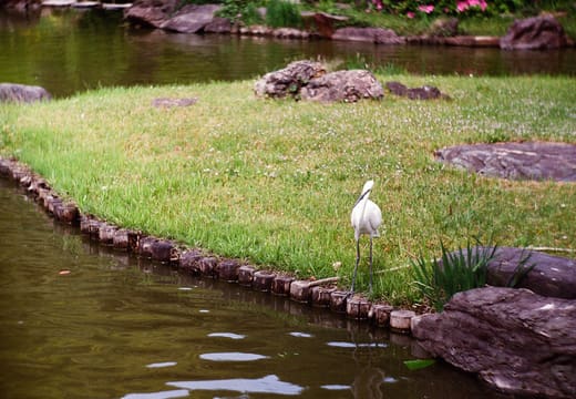 Egret standing on the lawn of the Japanese garden pond at Koishikawa Botanical Garden