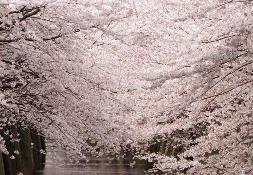 Cherry blossom branches arching over the Meguro River canal in Nakameguro in spring