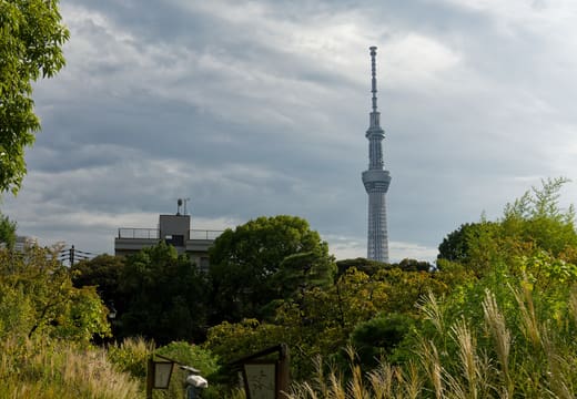 Tokyo Skytree rising above the trees and grasses of Mukojima-Hyakkaen Garden