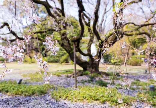 Weeping cherry tree in blossom on the lawns of Rikugien Gardens in spring