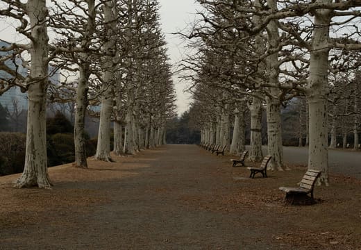 Bare plane tree avenue with benches in the French formal garden of Shinjuku Gyoen in winter