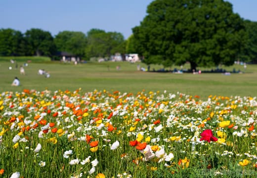 Early summer poppies before the great tree on the meadow of Showa Kinen Park