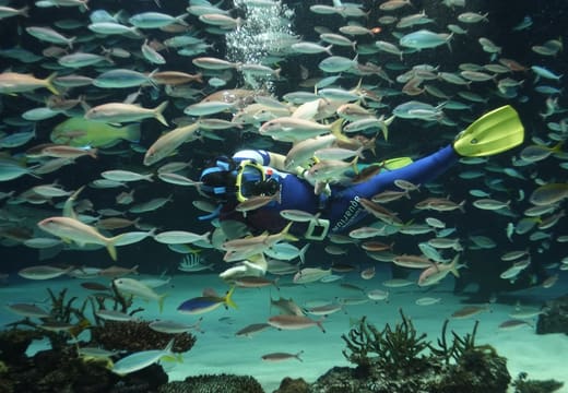 Diver feeding a shoal of fish in the large Sunshine Lagoon tank at Sunshine Aquarium