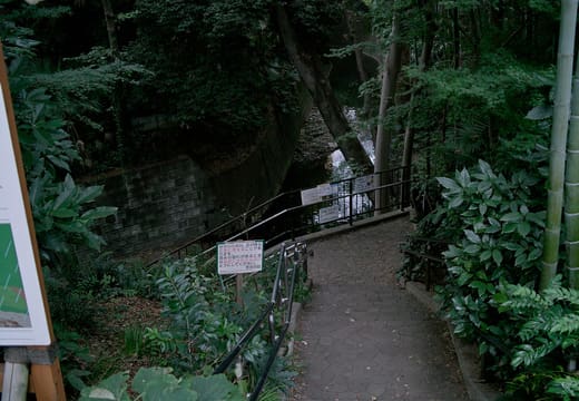 Footpath with railings winding between bamboo and ferns in Todoroki Valley