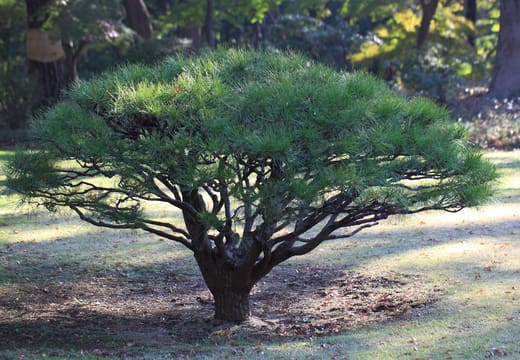 Spreading pine tree on the lawn of Tonogayato Garden in Kokubunji