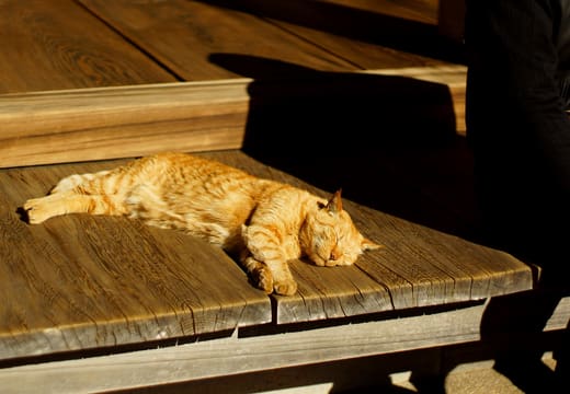 Ginger cat asleep in the sun on a wooden veranda in Yanaka