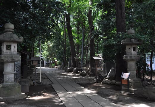 Stone lanterns and a shaded path through the wooded grounds of Yoyogi Hachimangu