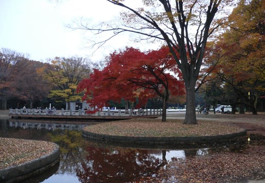 Central pond of Yoyogi Park with red maples and the fountain in autumn