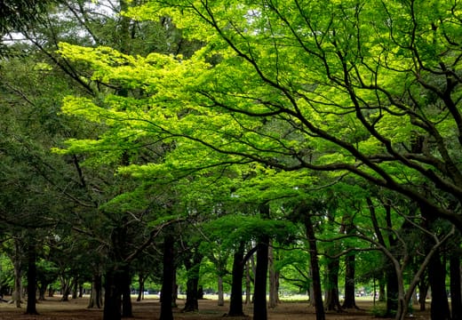 Sunlit fresh green zelkova trees over the lawns of Yoyogi Park in early summer