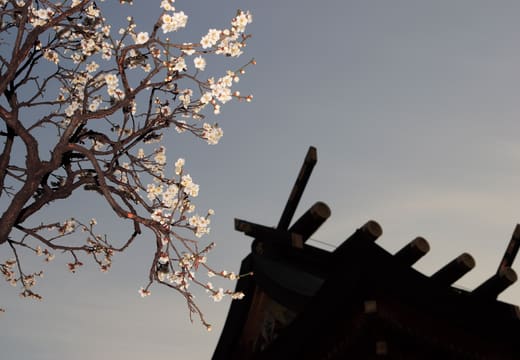 Plum blossom buds against the dusk sky beside a shrine roof at Yushima Tenman-gu