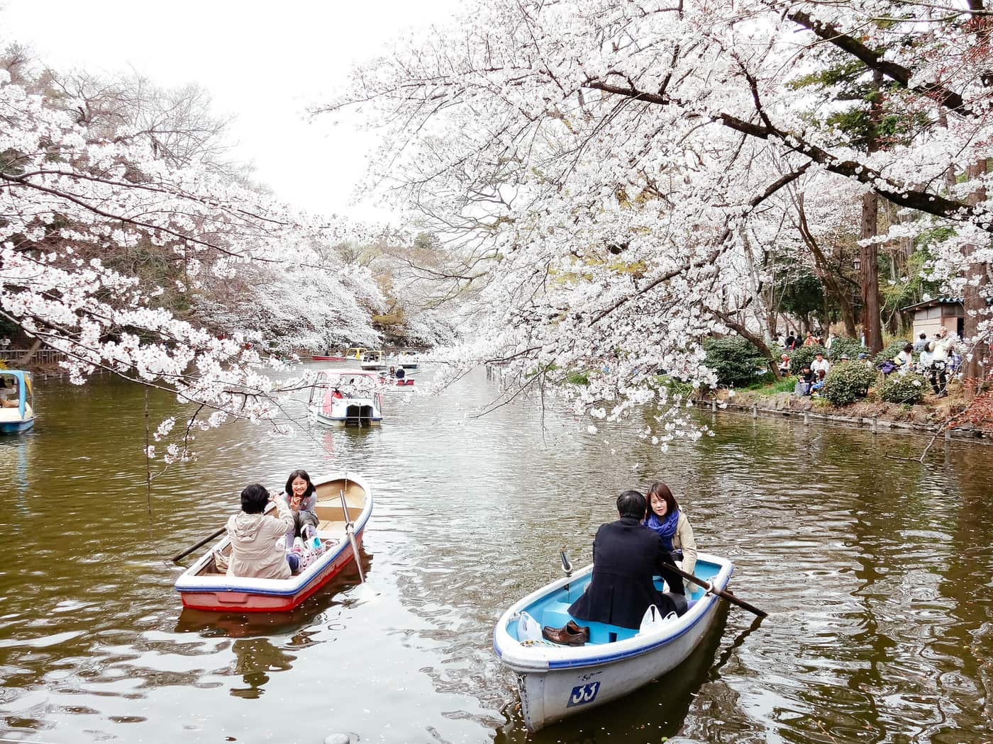 吉祥寺の井の頭公園の池で、桜の下に浮かぶ貸しボート
