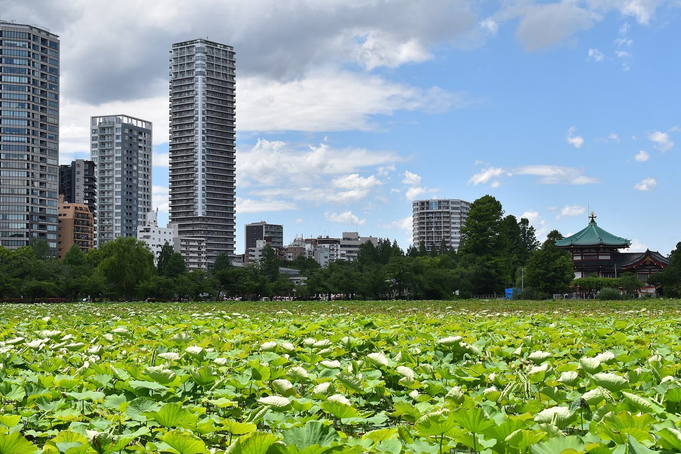 Lotus leaves covering Shinobazu Pond in Ueno Park with the Bentendo hall beyond