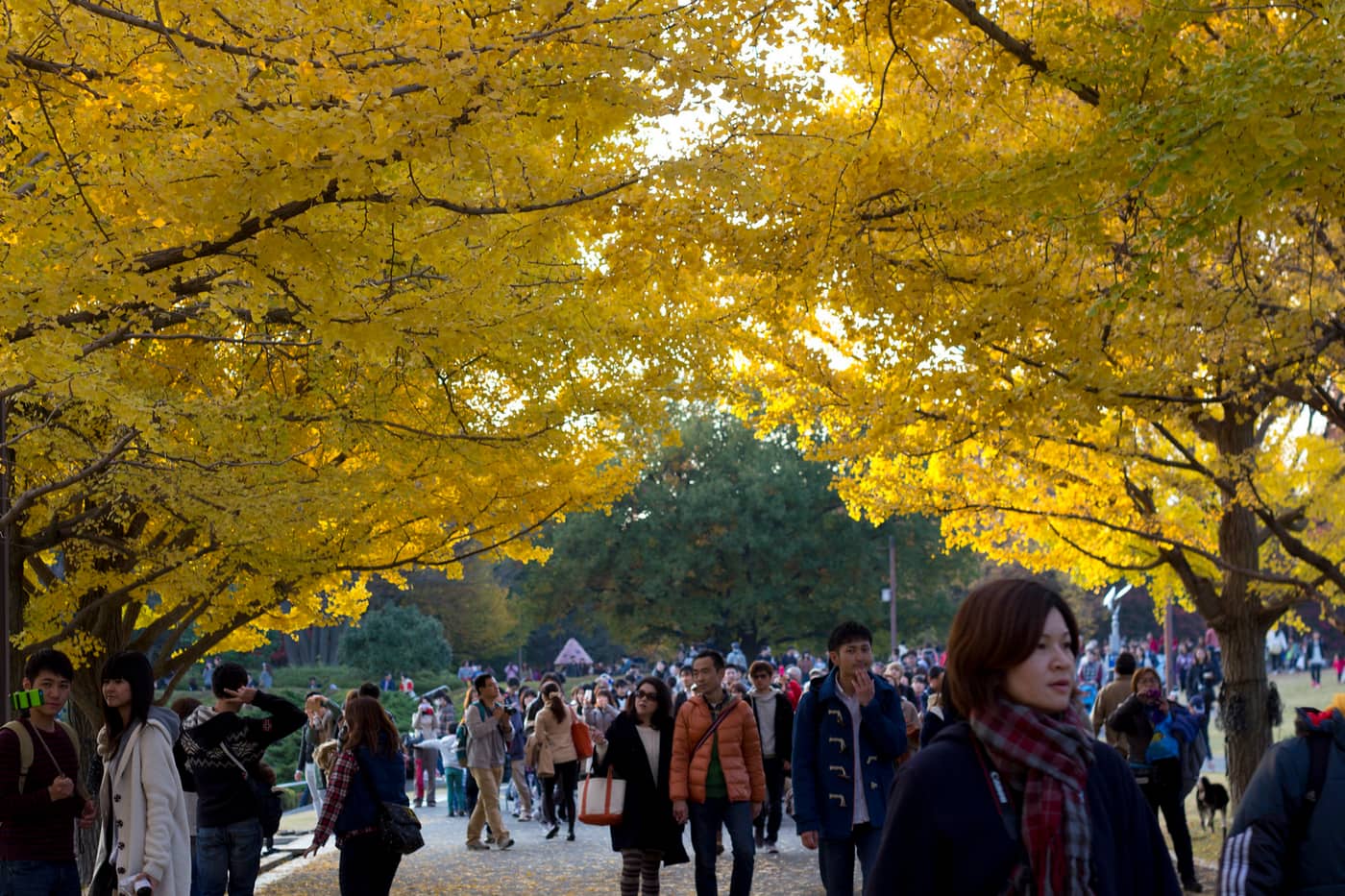 Crowds walking under the golden ginkgo avenue at Showa Memorial Park, Tachikawa
