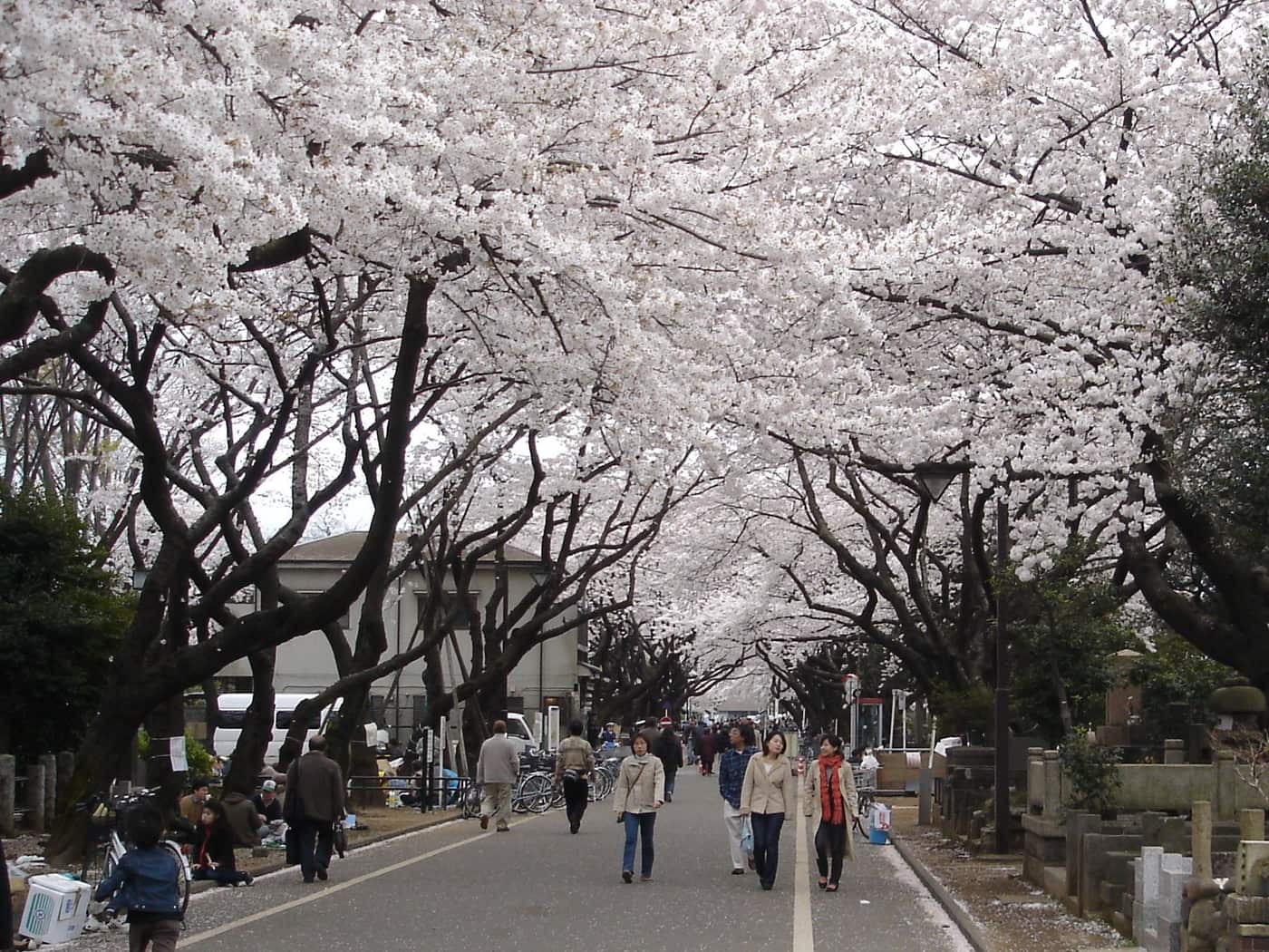 Cherry blossoms arching over the central avenue of Yanaka Cemetery in spring