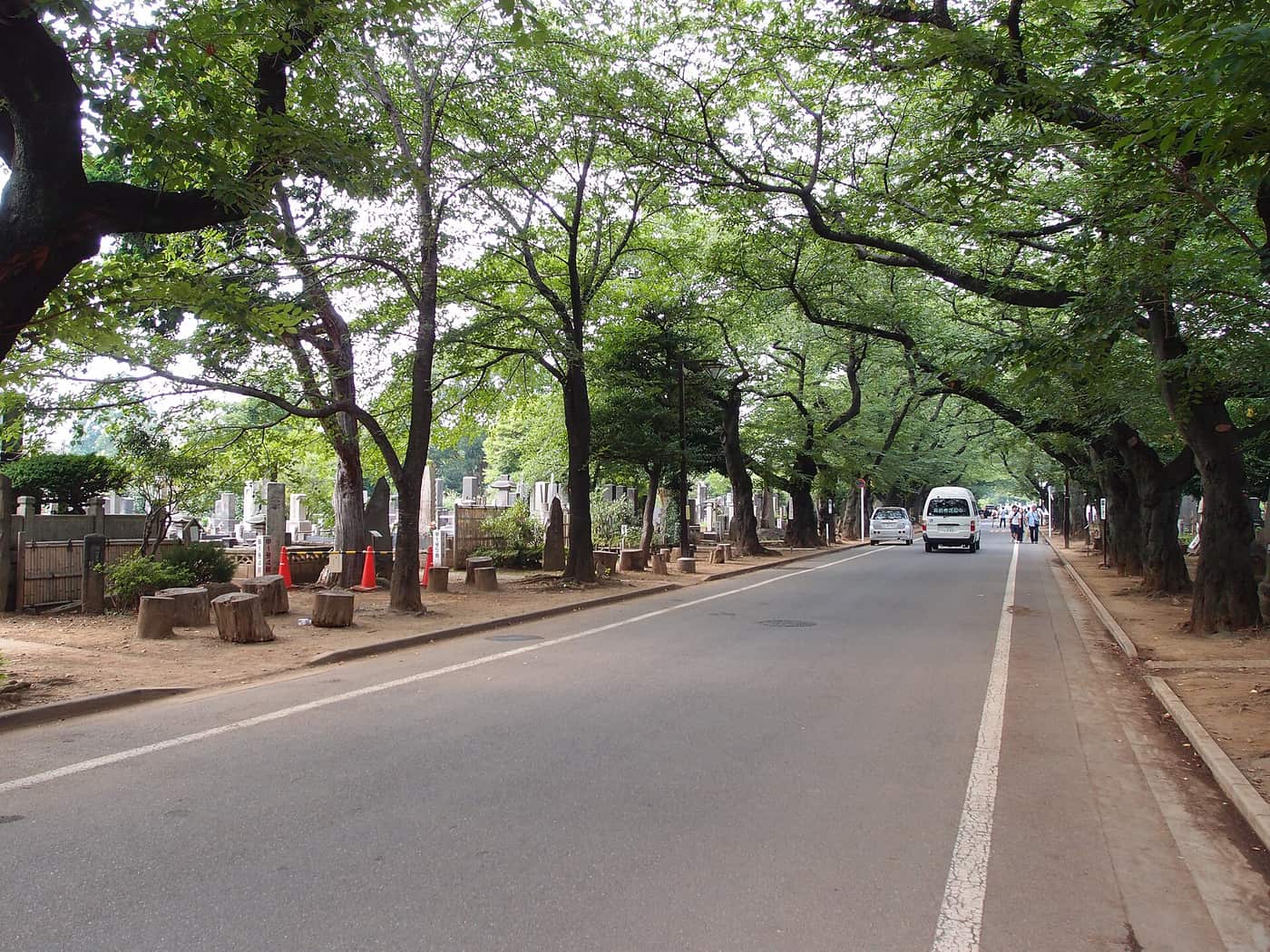 The tree-lined central avenue of Yanaka Cemetery on a quiet day, Yanaka