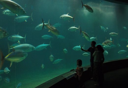 Kasai Rinkai Park