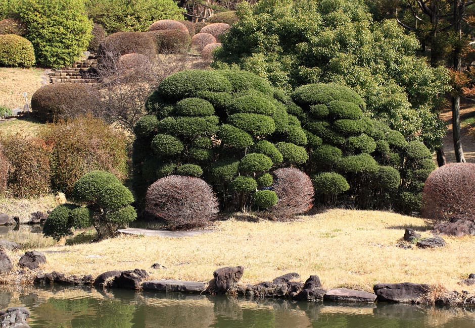 Clipped azaleas and pines beside the pond of the Japanese garden in Koishikawa Botanical Garden