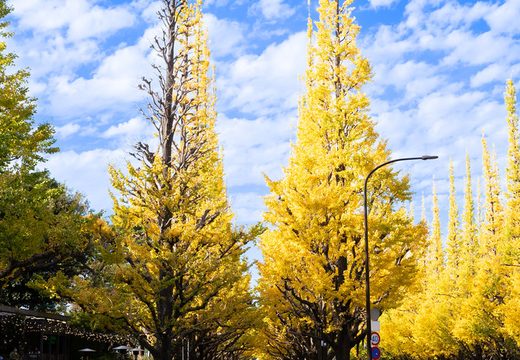 Meiji Jingu Gaien Ginkgo Avenue