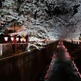 Nakameguro canal bars