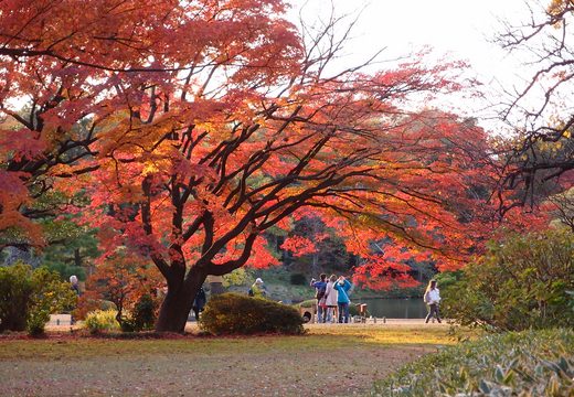 Rikugien Gardens