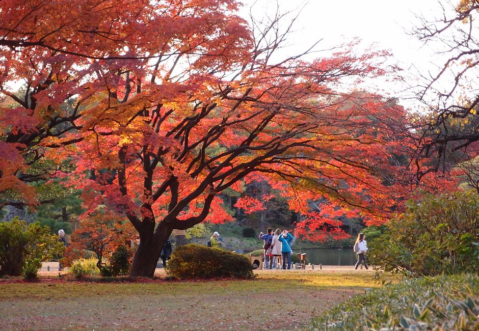 Autumn maples at Rikugien Gardens, Komagome