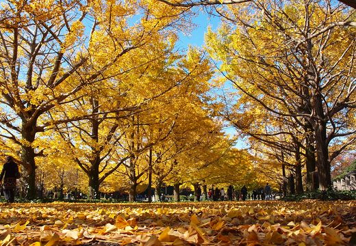 Showa Kinen Park