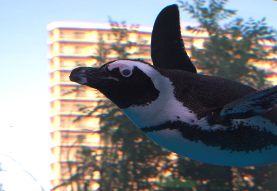 African penguin swimming overhead in the rooftop sky tank at Sunshine Aquarium, Ikebukuro